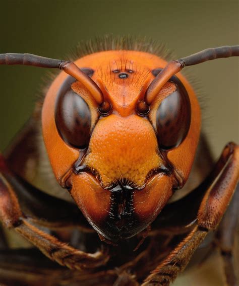 Reddit hornets. Things To Know About Reddit hornets. 